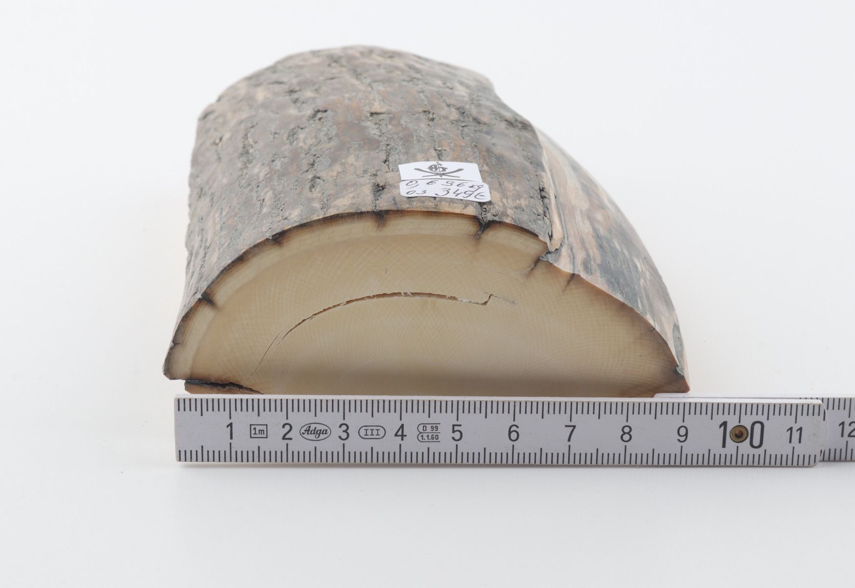 Natural woolly mammoth ivory piece