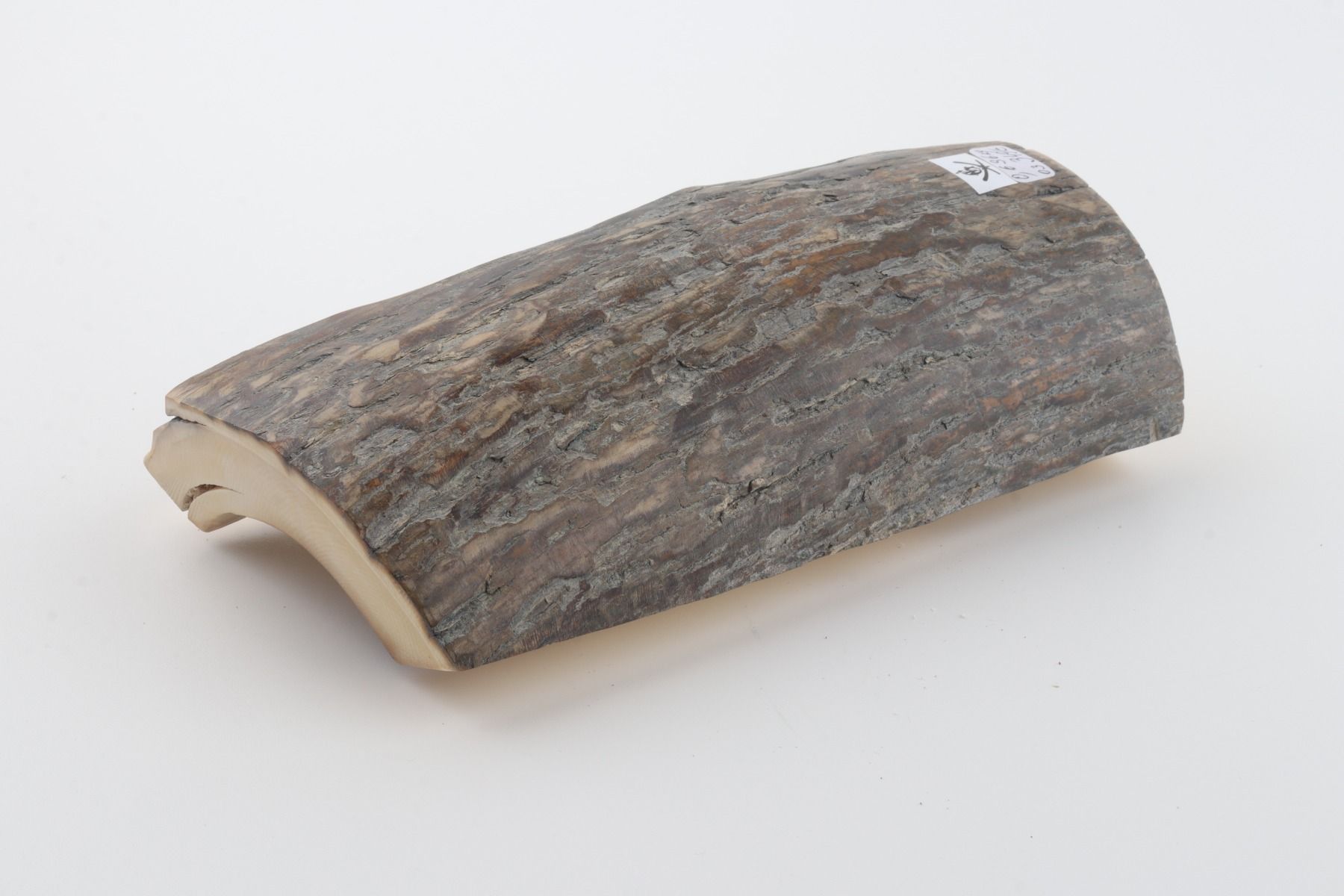 Natural woolly mammoth ivory piece