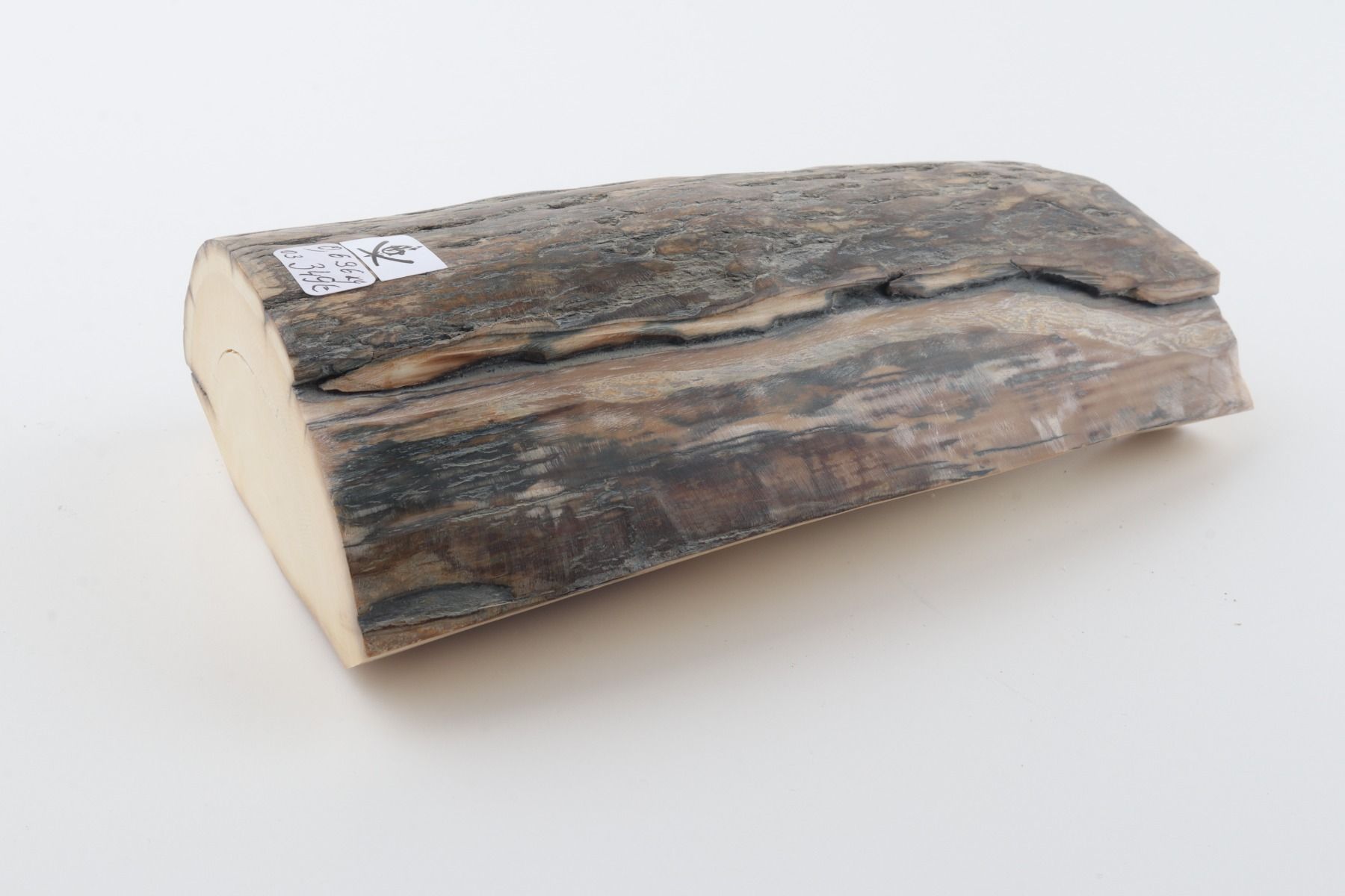 Natural woolly mammoth ivory piece