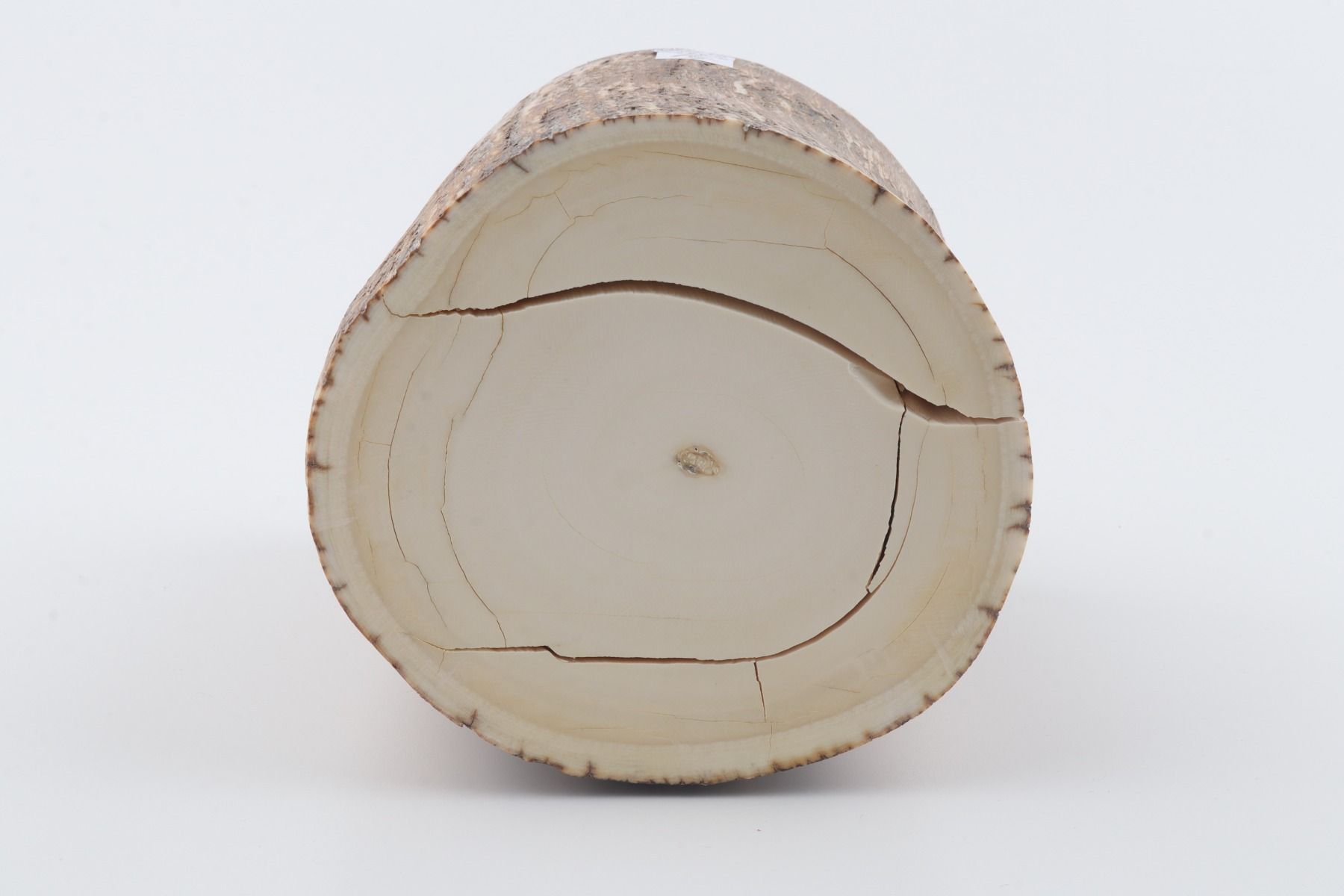 Round mammoth tusk piece