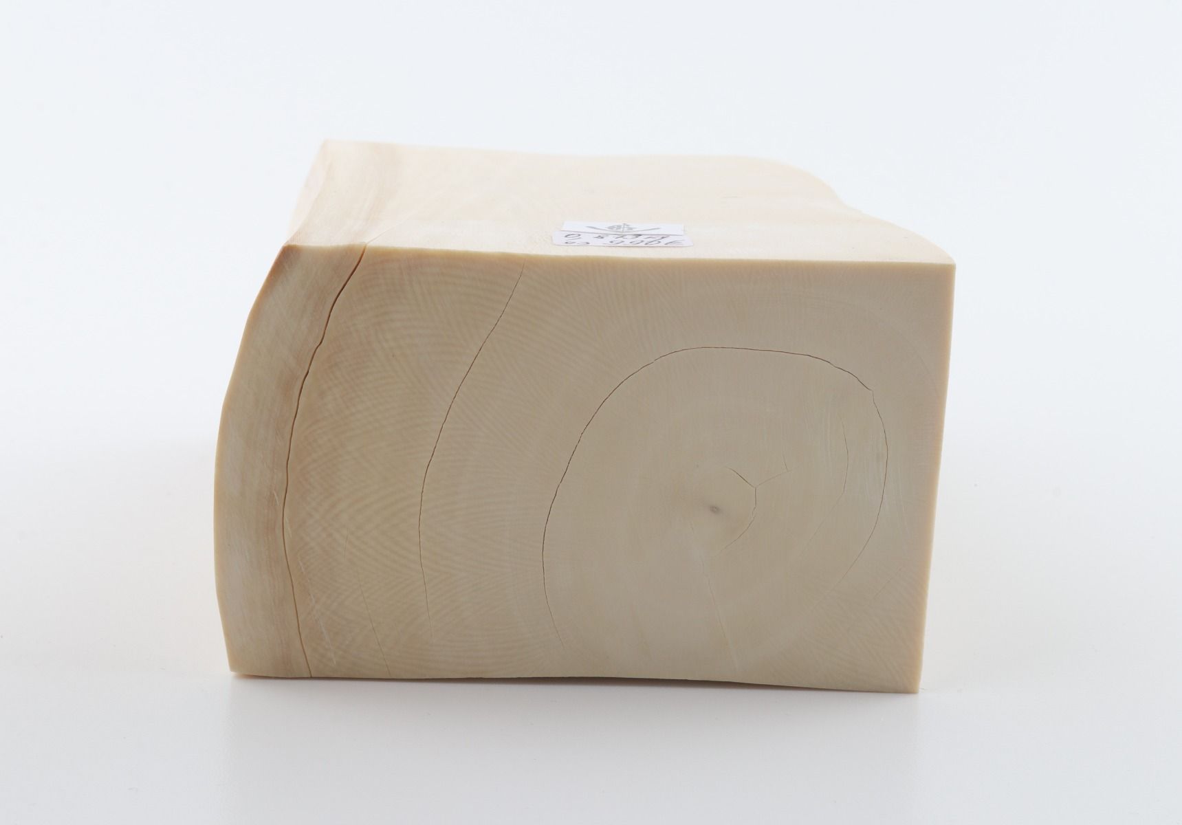White mammoth ivory segment