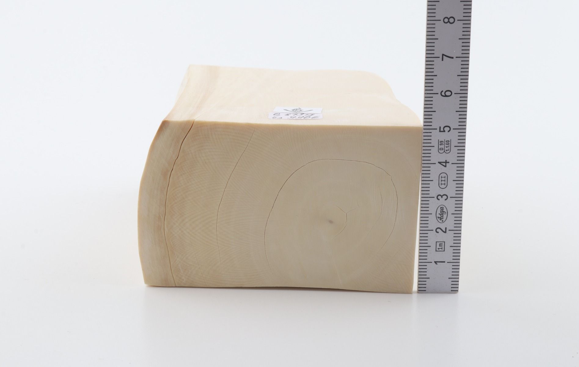 White mammoth ivory segment