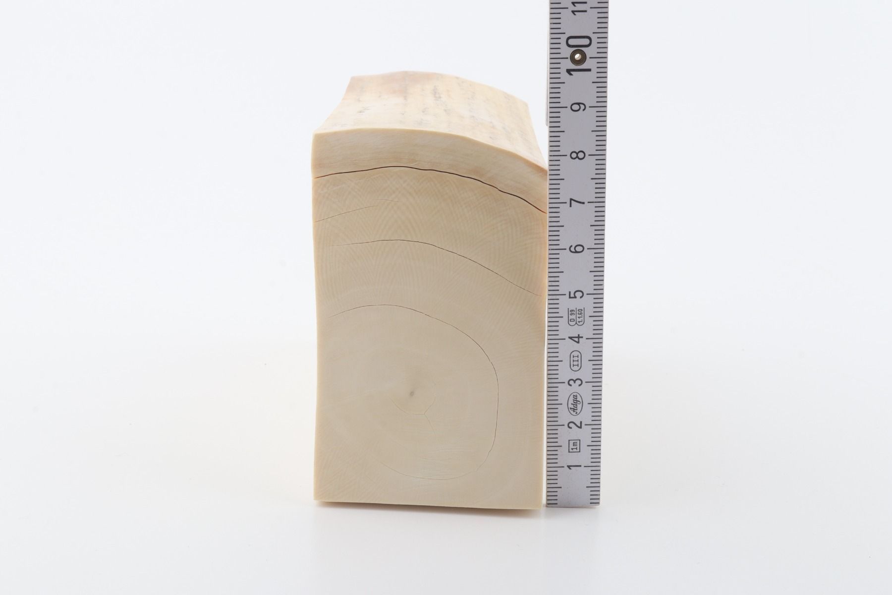 White mammoth ivory segment