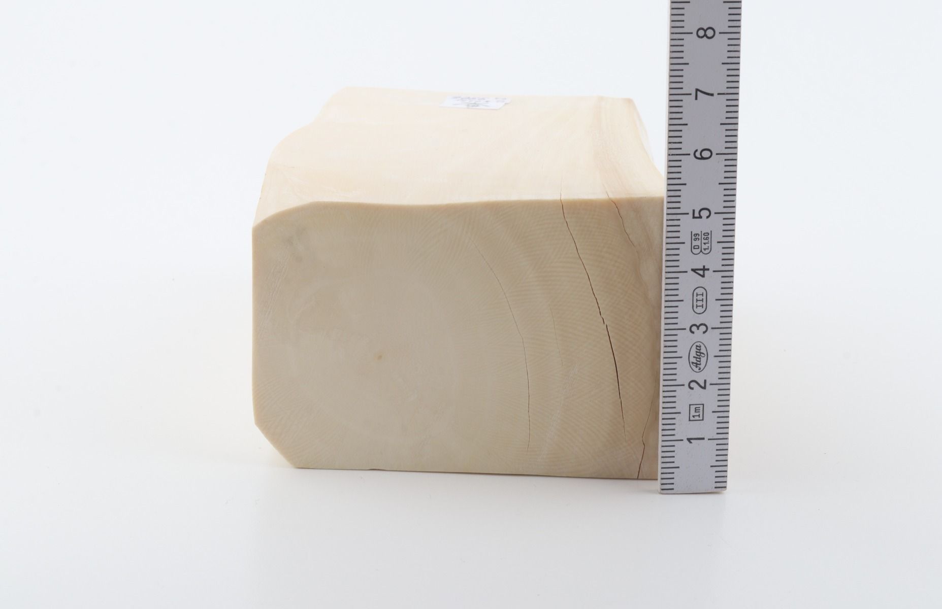 White mammoth ivory segment