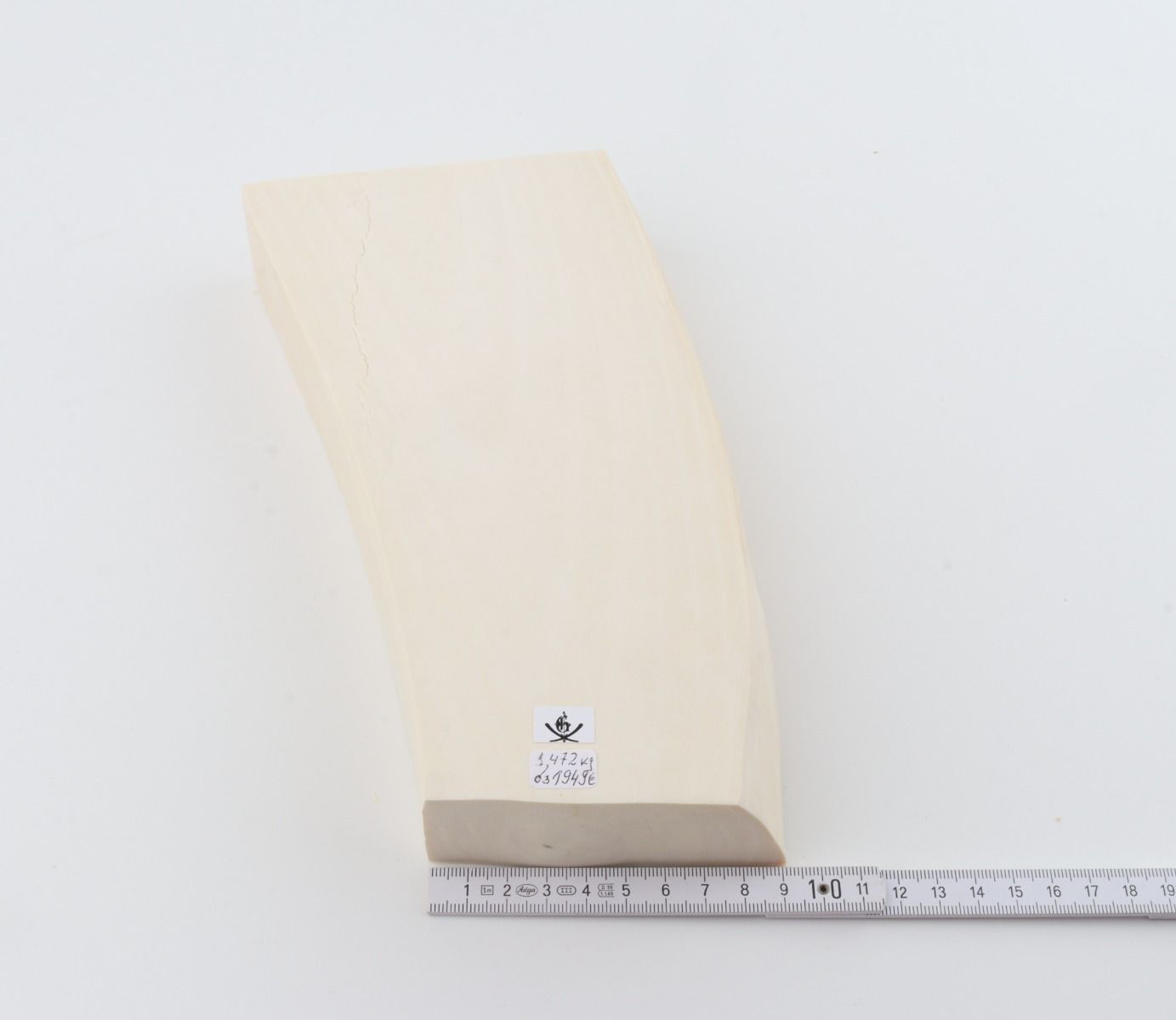 White mammoth ivory segment