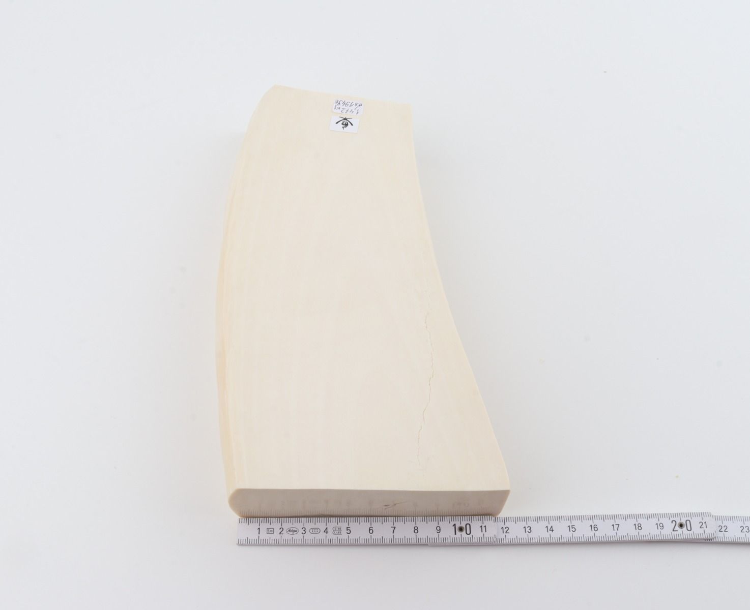 White mammoth ivory segment