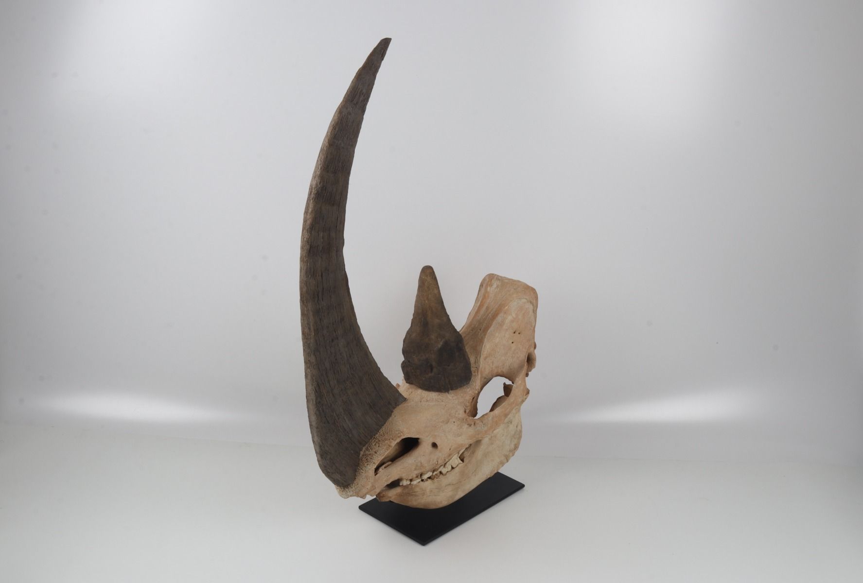 Natural woolly rhinoceros skull