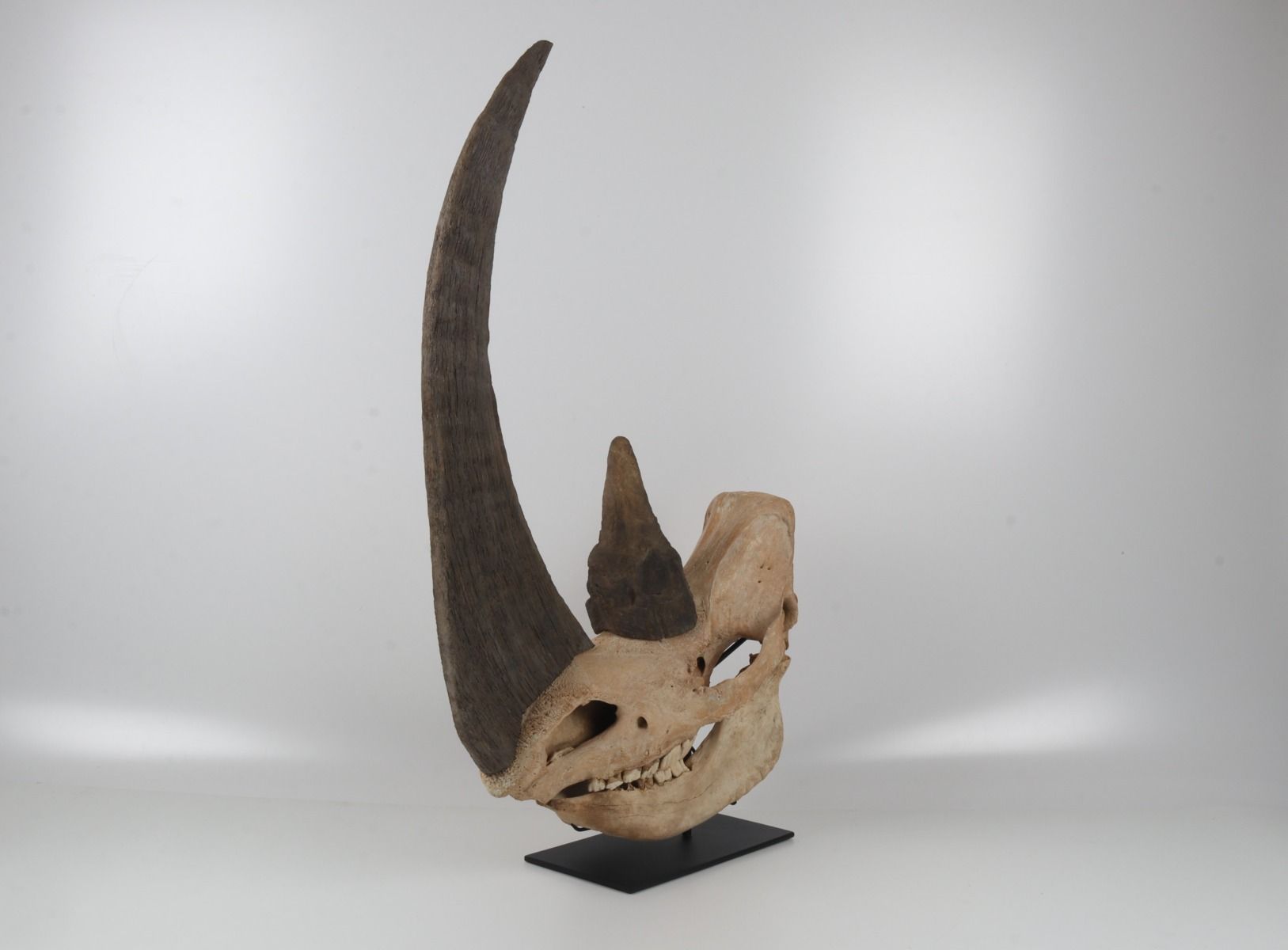 Natural woolly rhinoceros skull