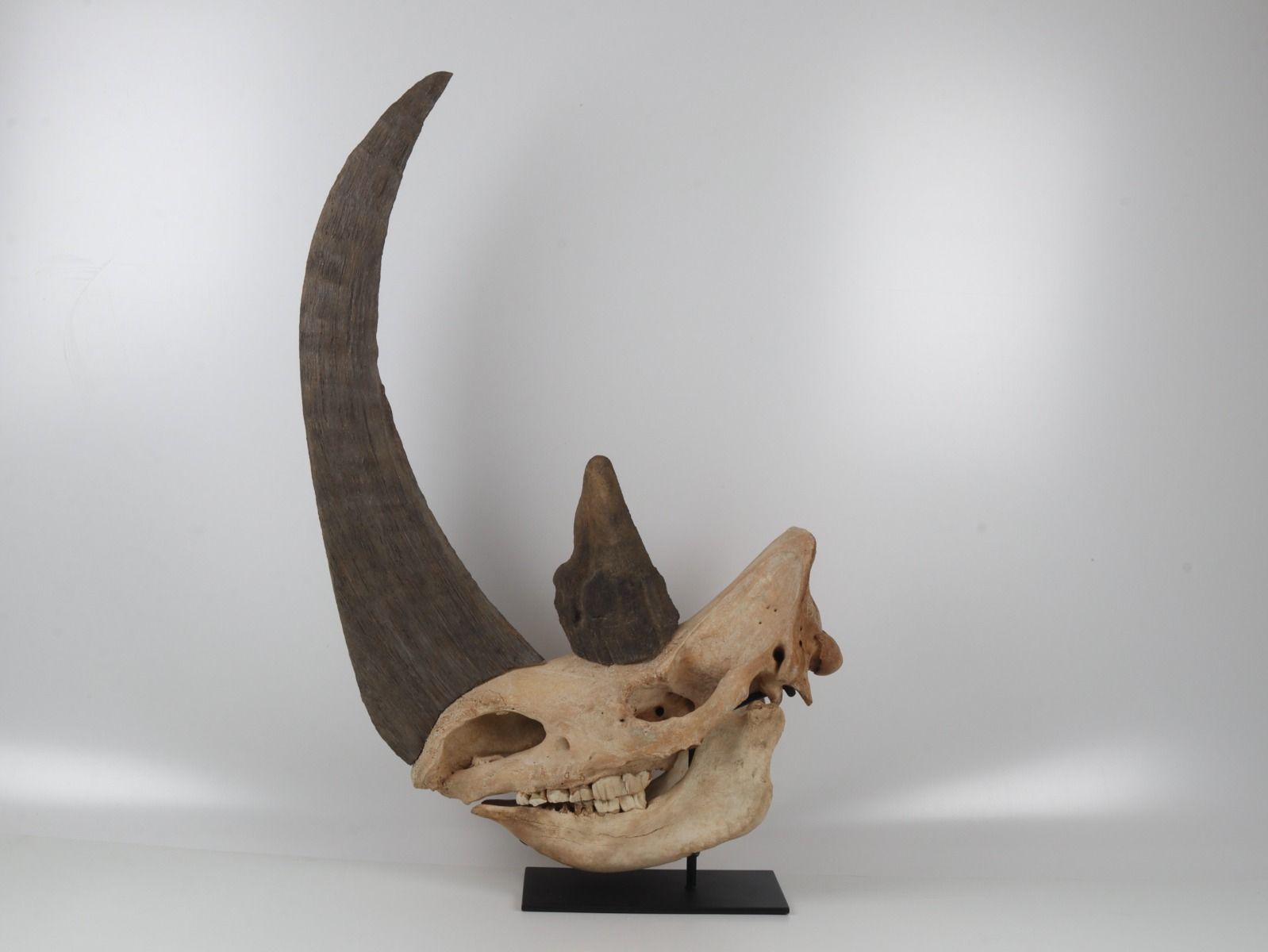 Natural woolly rhinoceros skull
