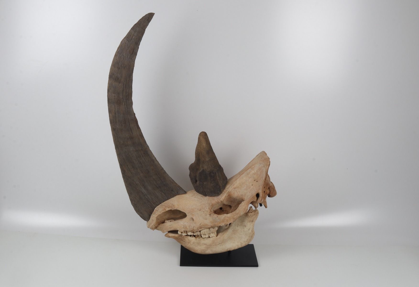 Natural woolly rhinoceros skull