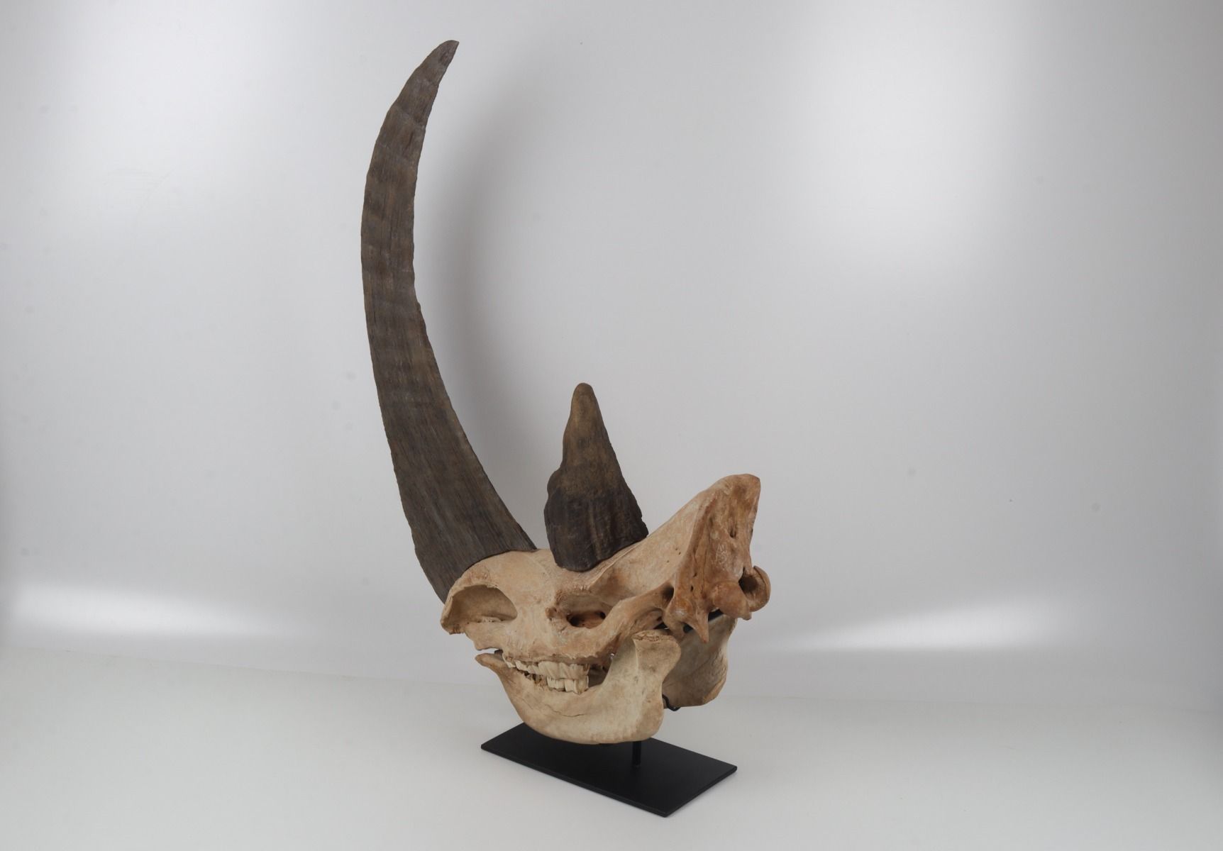 Natural woolly rhinoceros skull