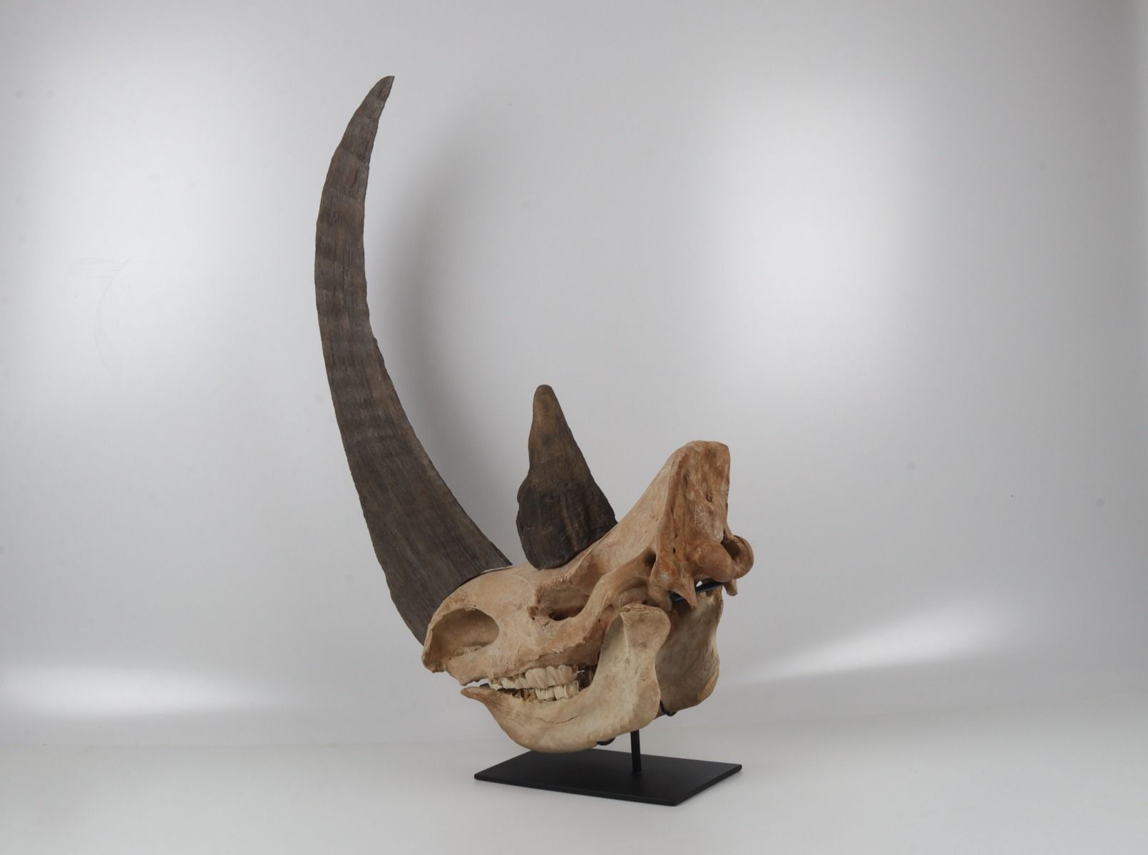 Natural woolly rhinoceros skull