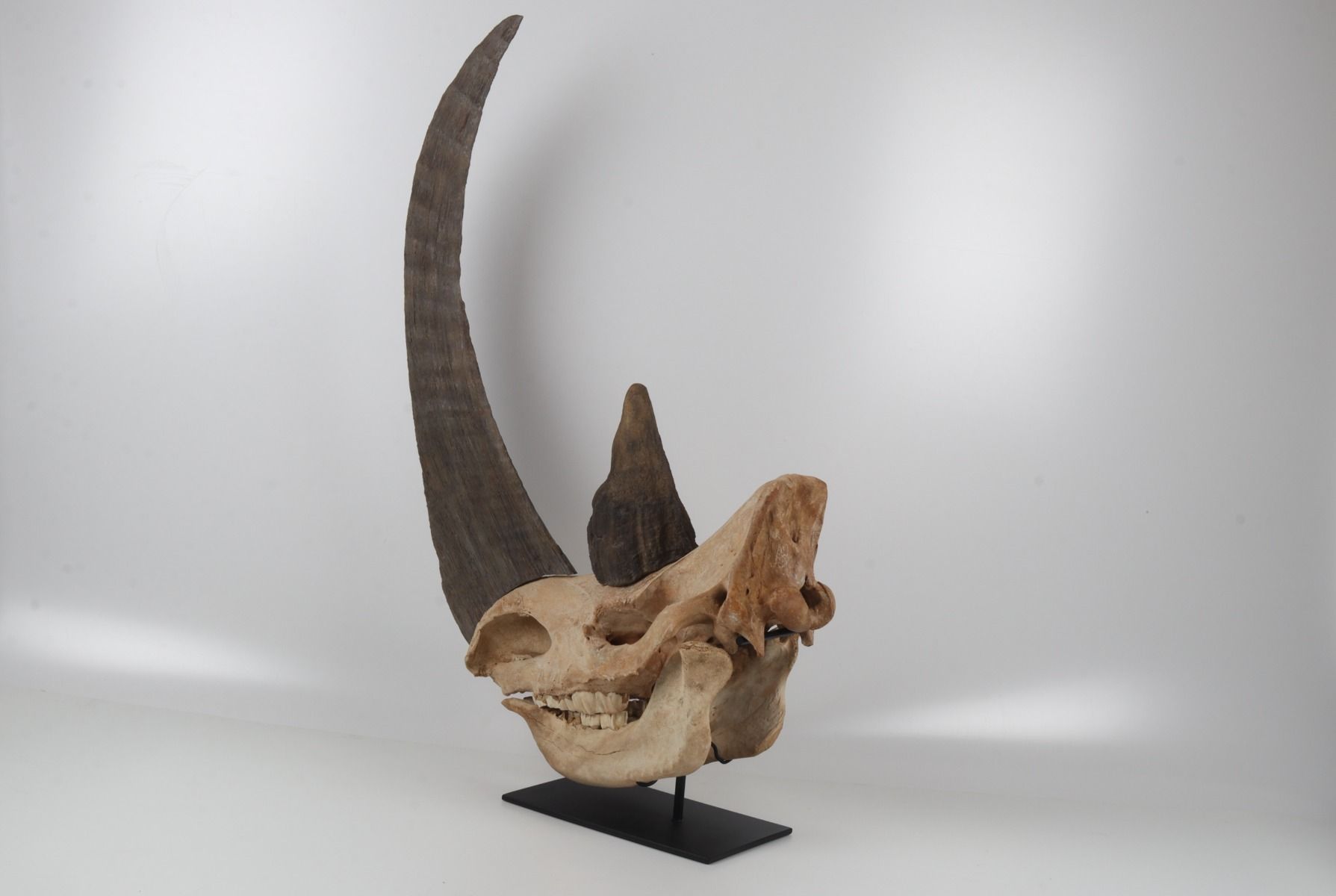 Natural woolly rhinoceros skull