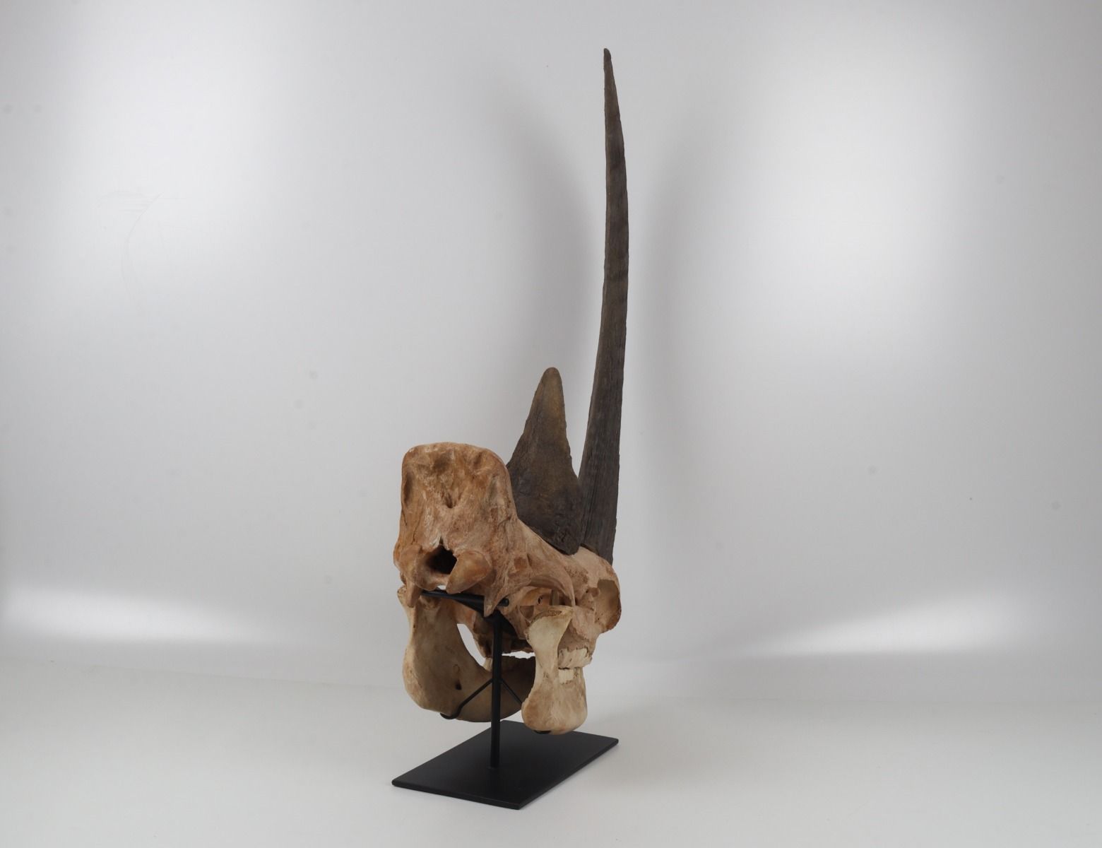 Natural woolly rhinoceros skull