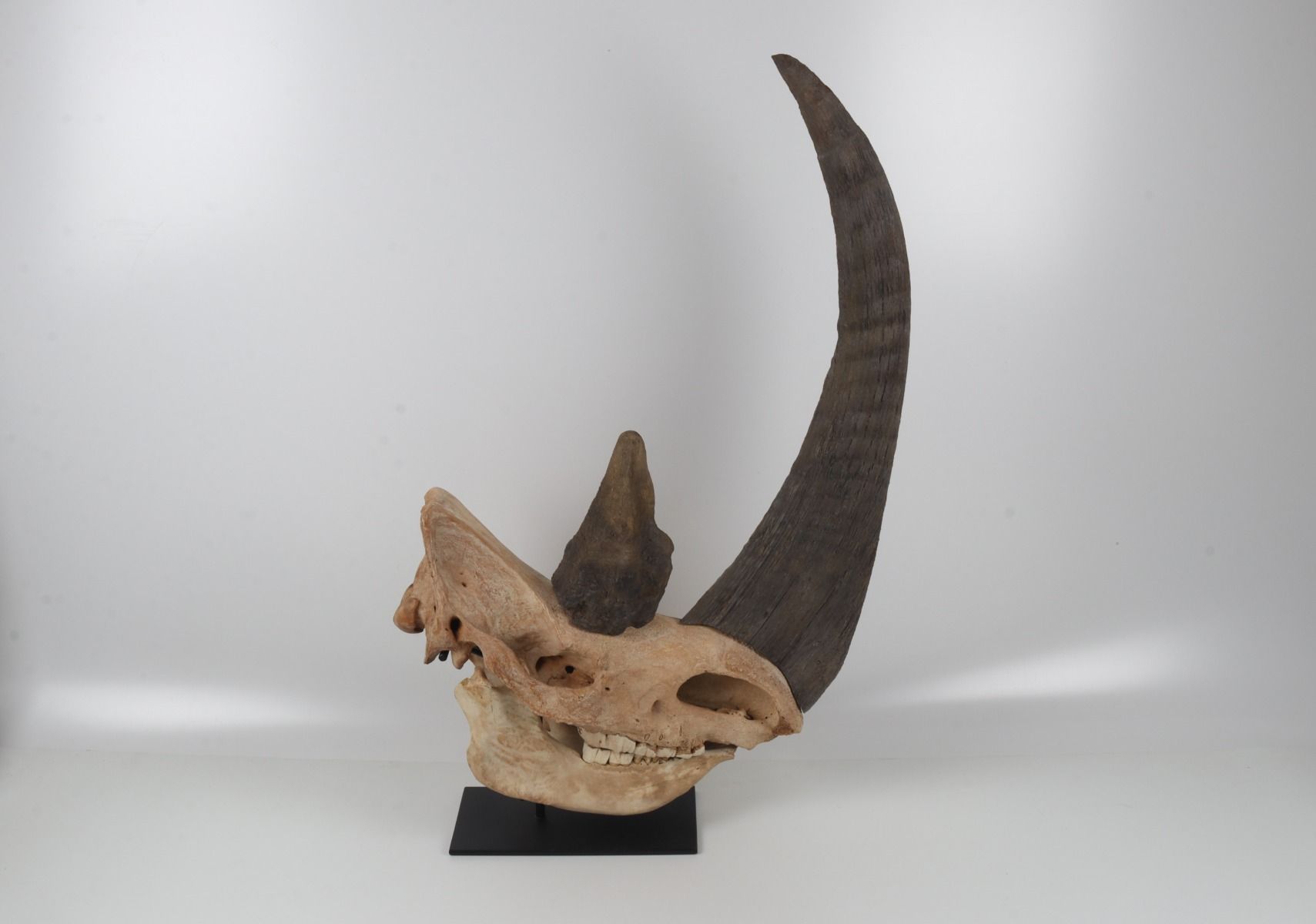 Natural woolly rhinoceros skull