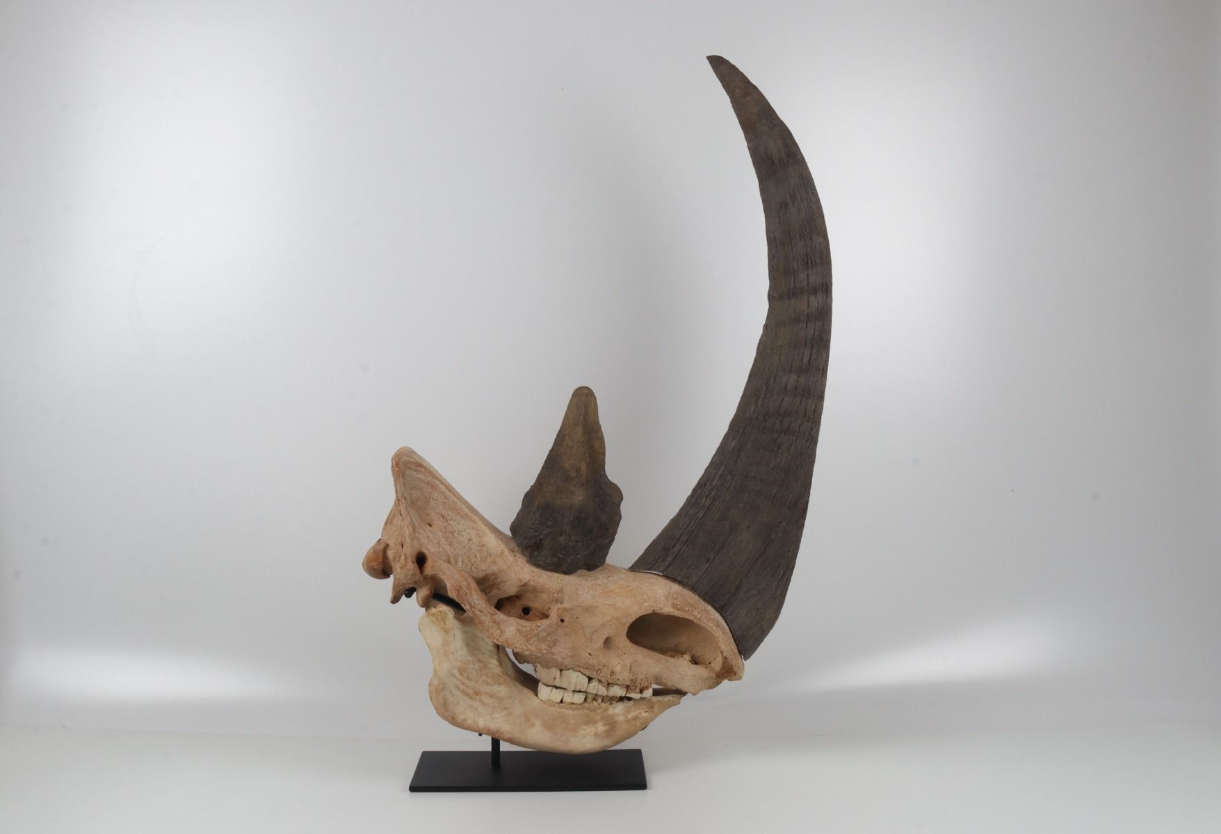 Natural woolly rhinoceros skull