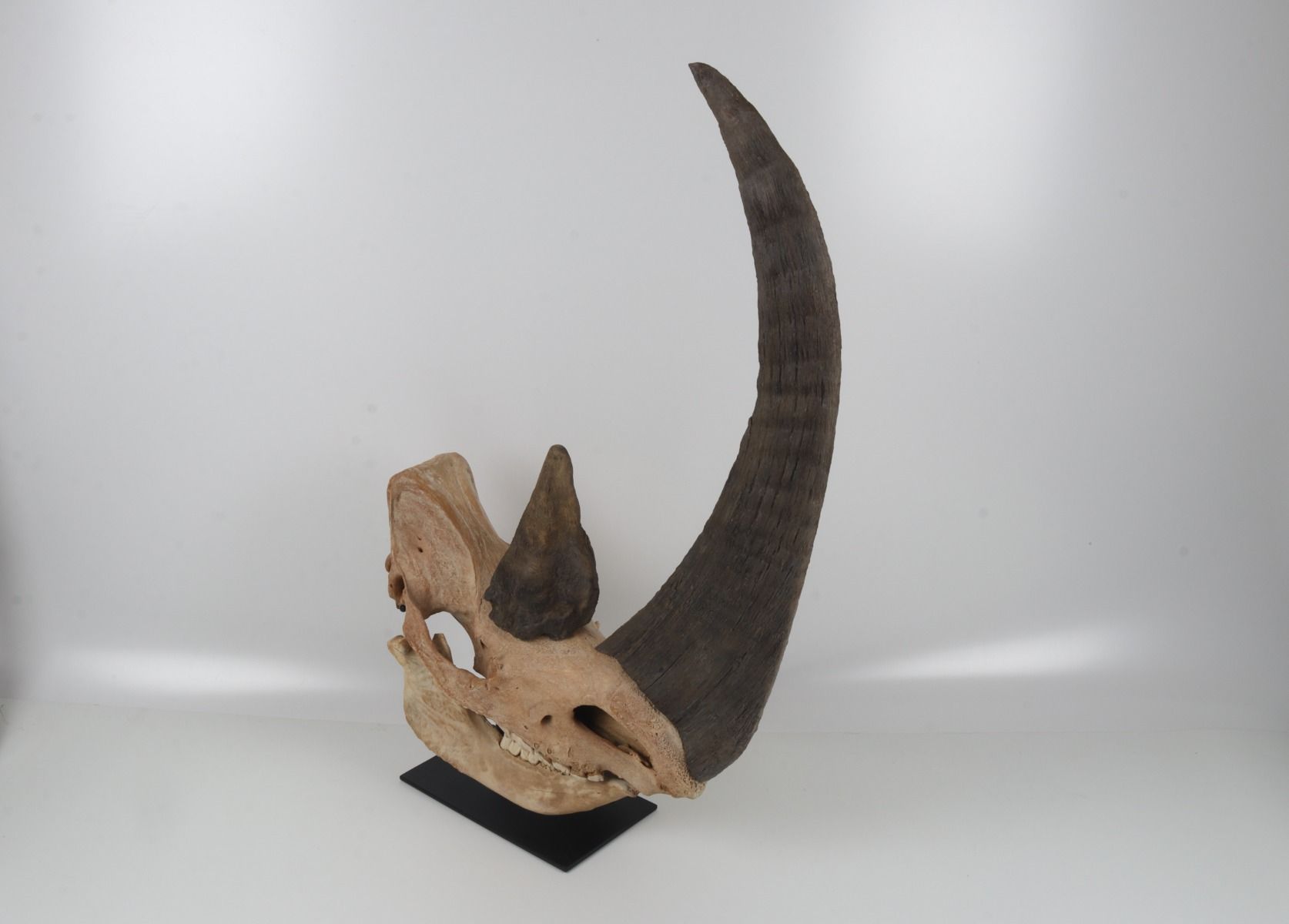 Natural woolly rhinoceros skull