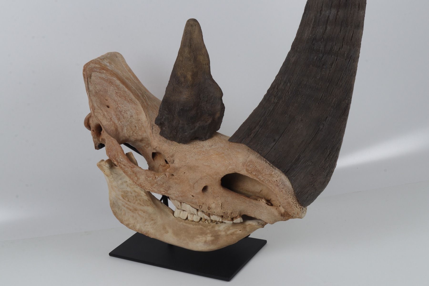 Natural woolly rhinoceros skull
