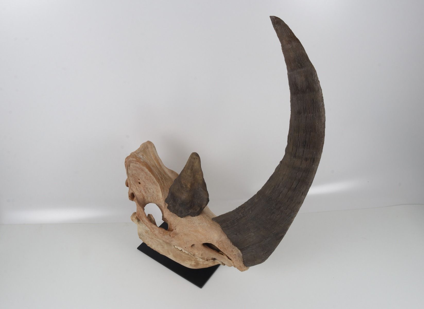 Natural woolly rhinoceros skull