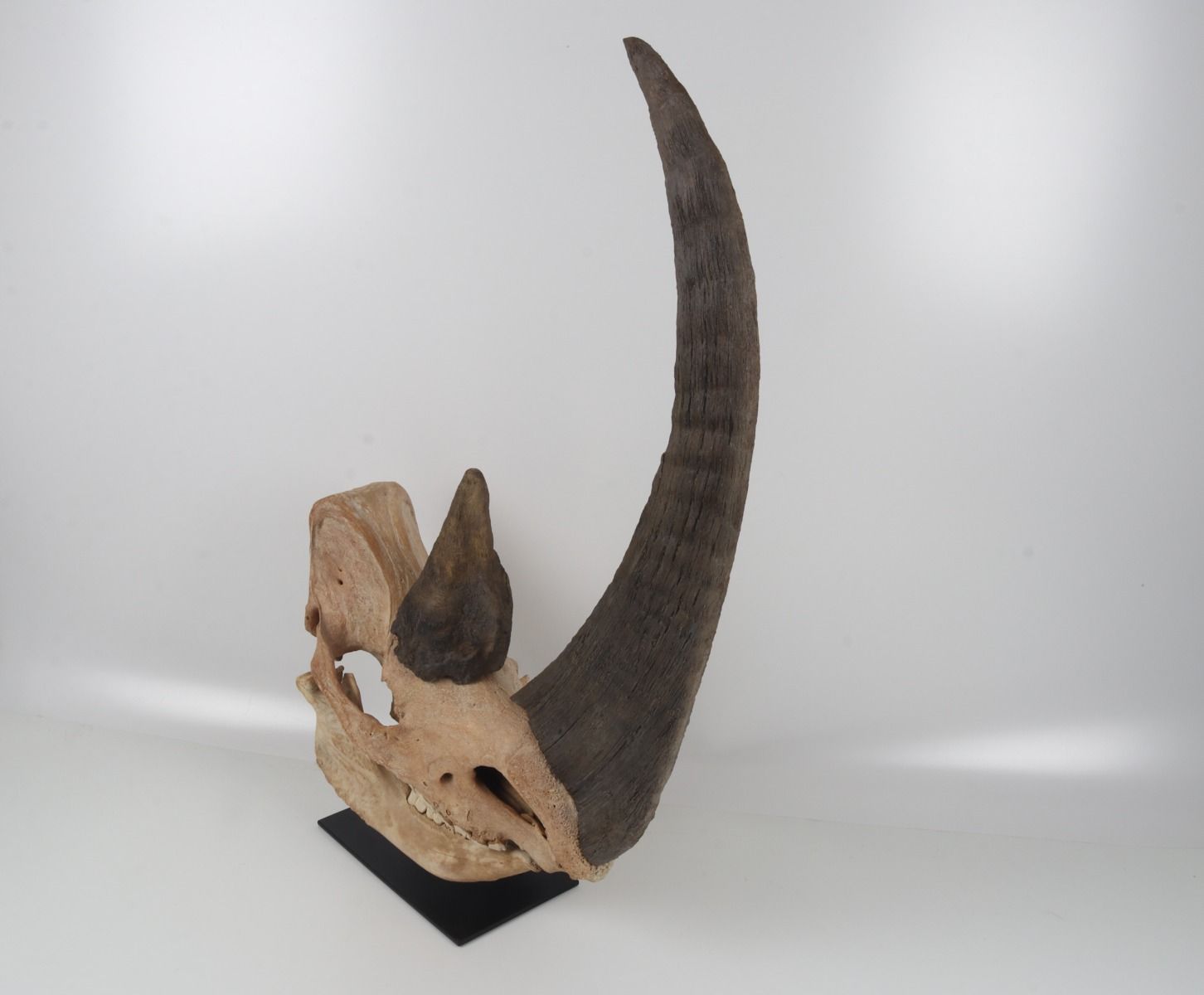 Natural woolly rhinoceros skull
