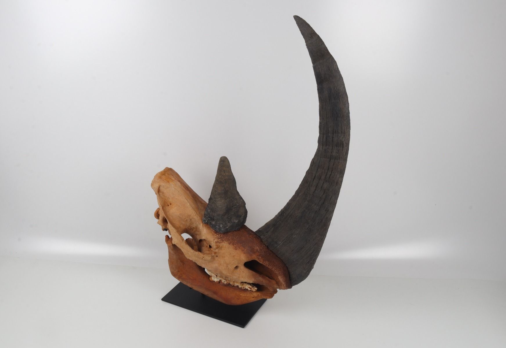 Natural woolly rhinoceros skull
