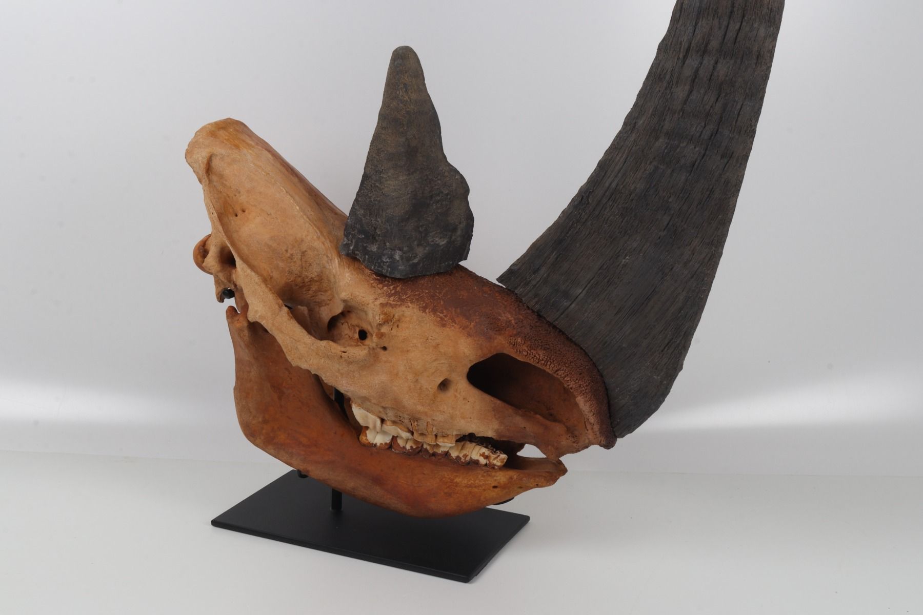 Natural woolly rhinoceros skull