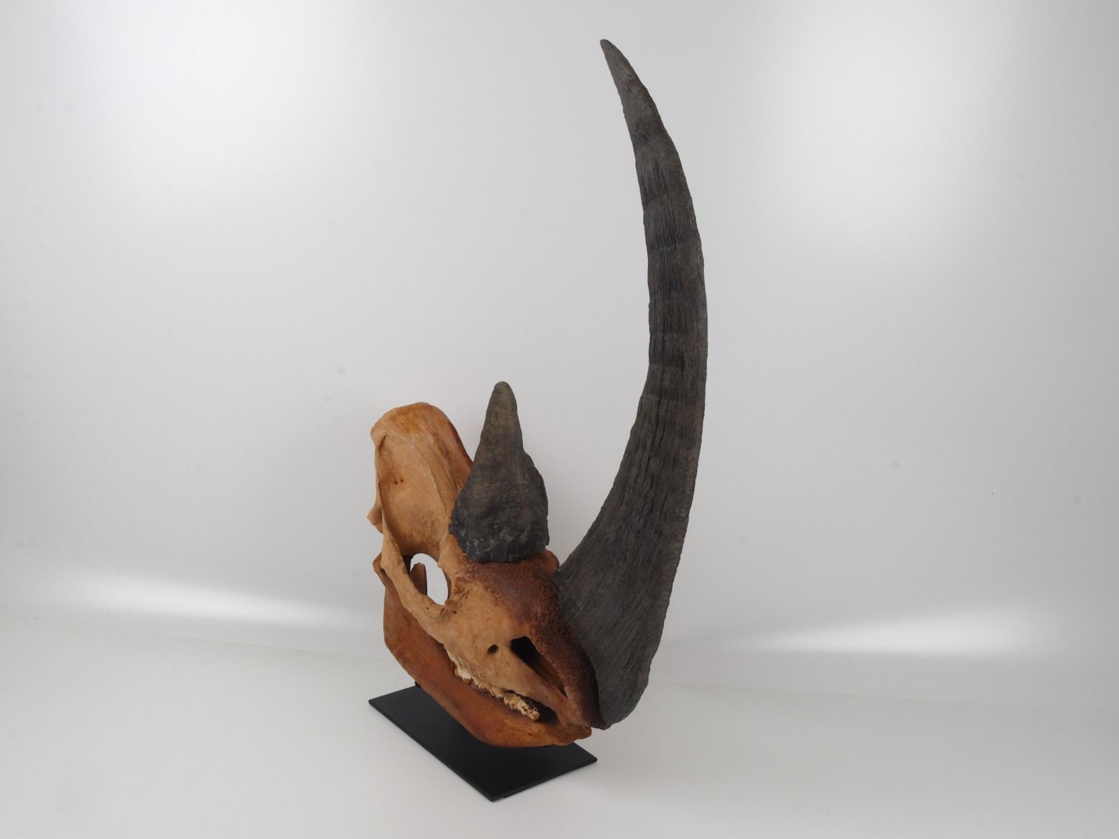 Natural woolly rhinoceros skull