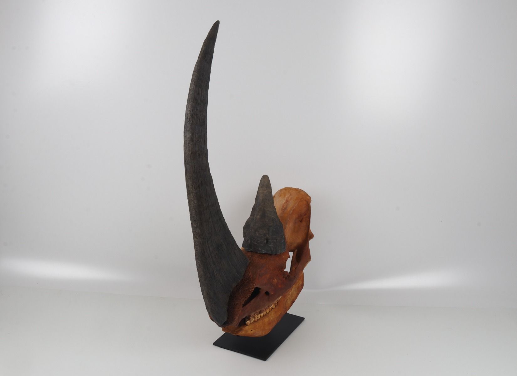 Natural woolly rhinoceros skull