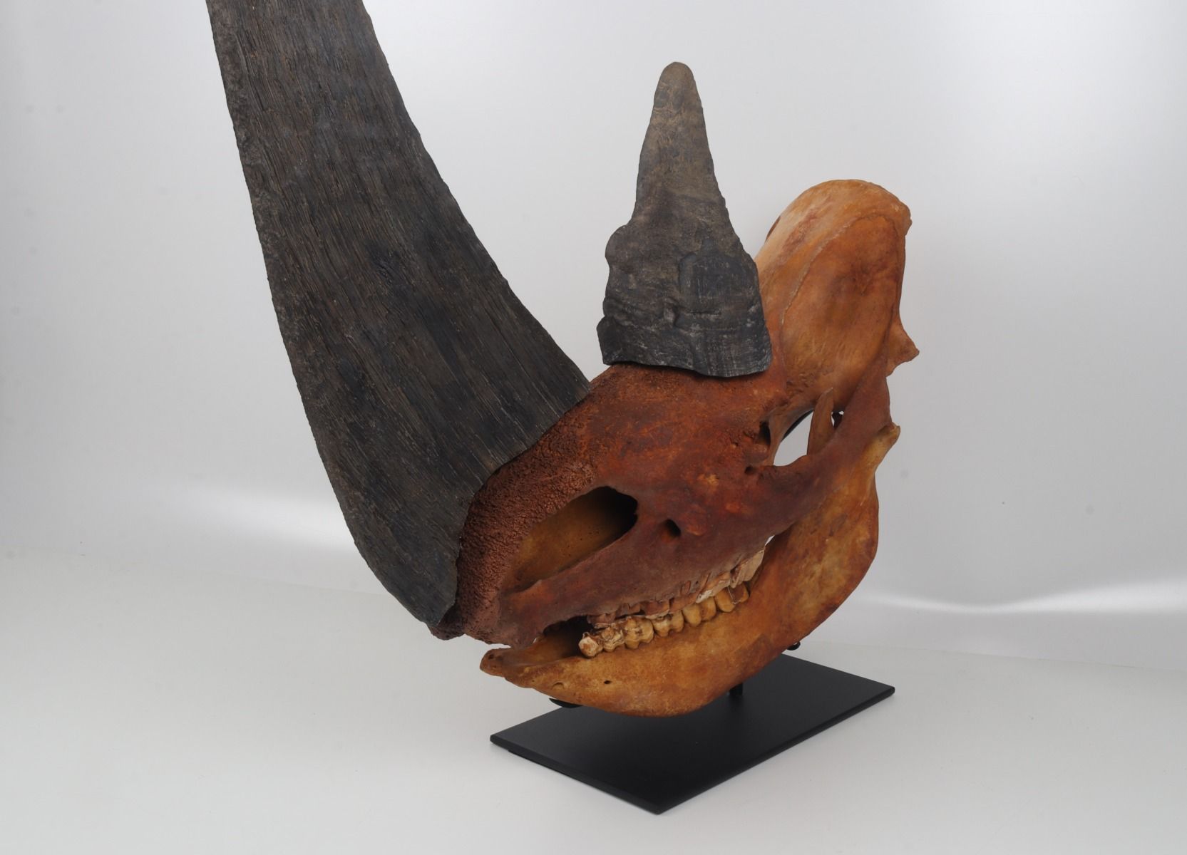 Natural woolly rhinoceros skull