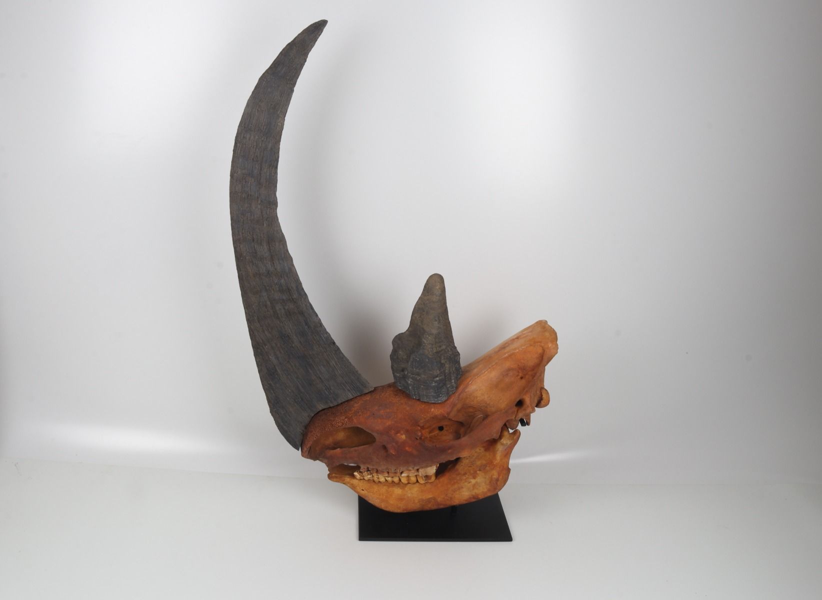 Natural woolly rhinoceros skull