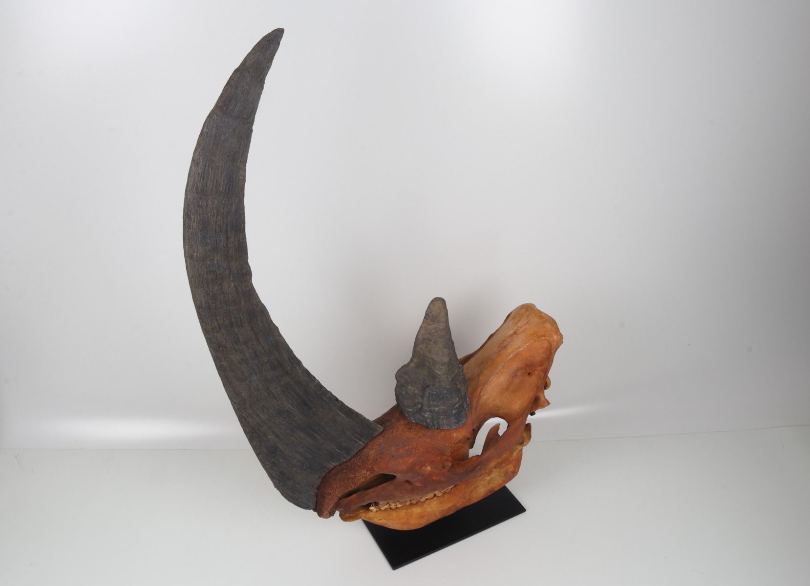 Natural woolly rhinoceros skull