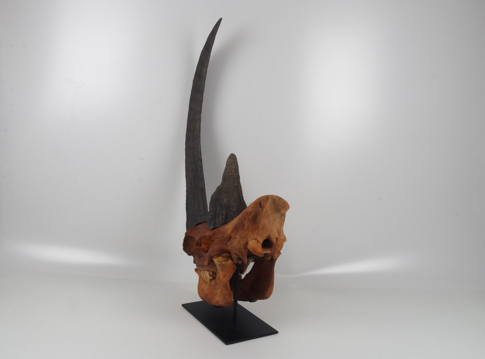 Natural woolly rhinoceros skull