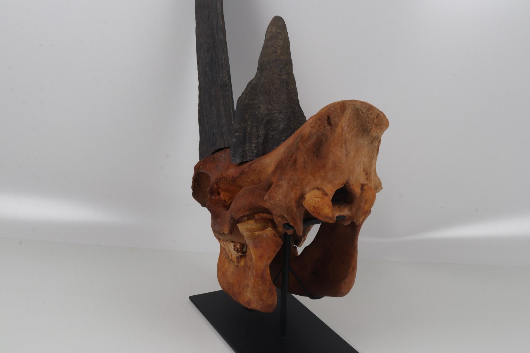 Natural woolly rhinoceros skull