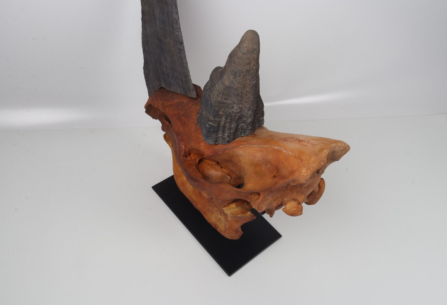 Natural woolly rhinoceros skull