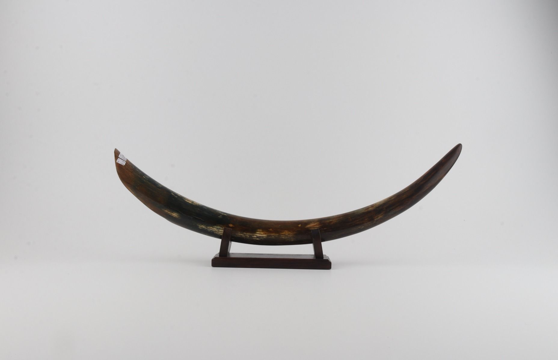 Restored mammoth tusk tip