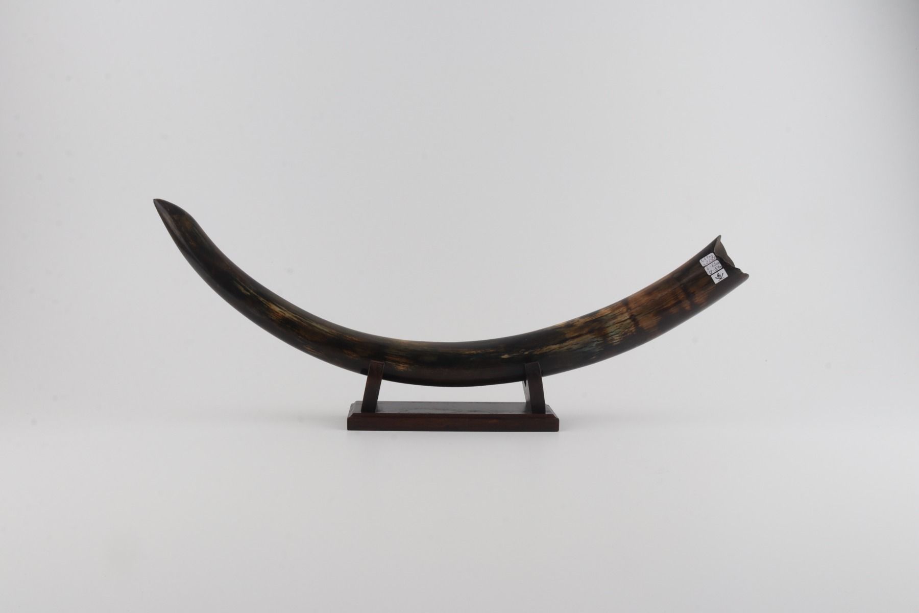 Restored woolly mammoth tusk