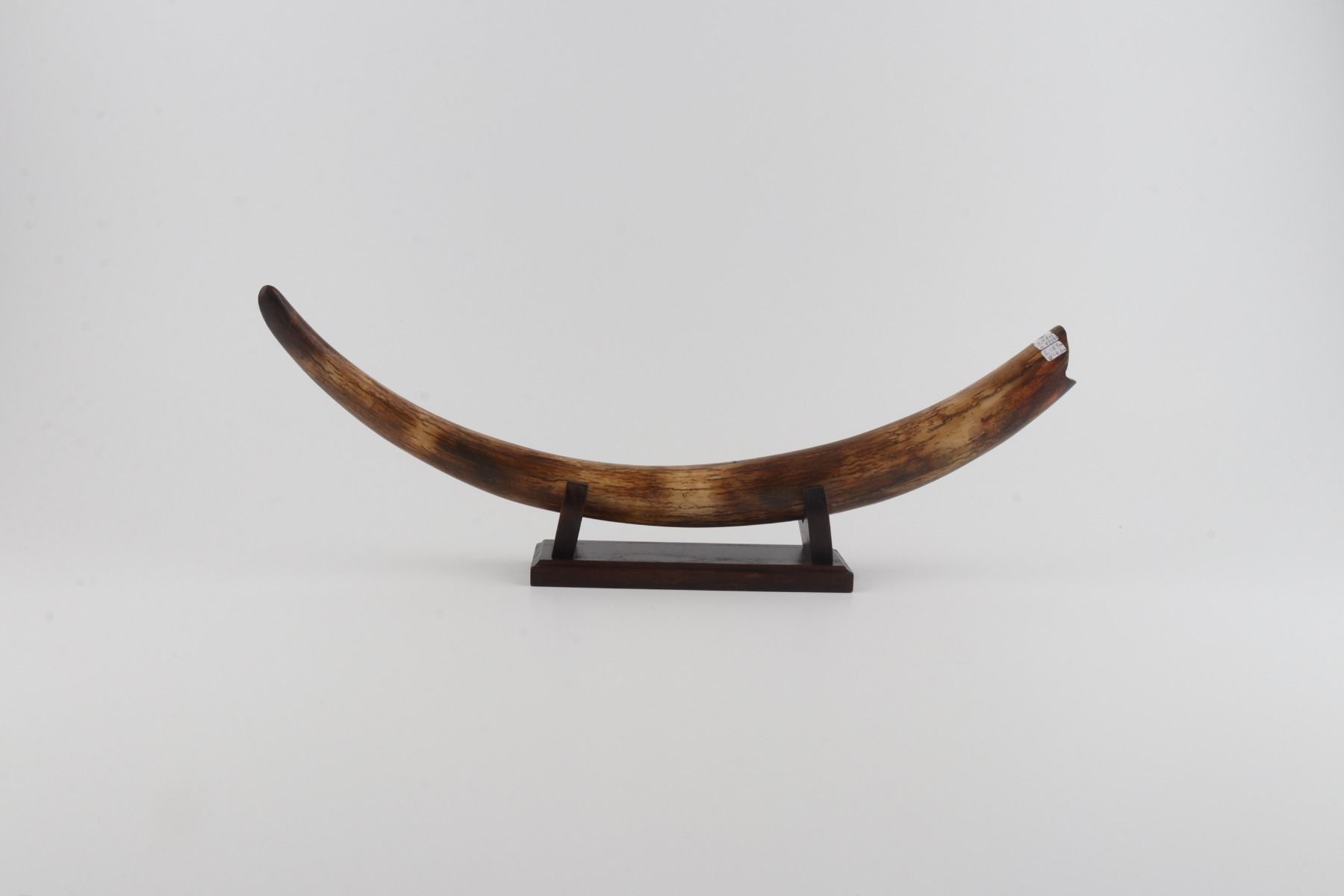 Restored woolly mammoth tusk