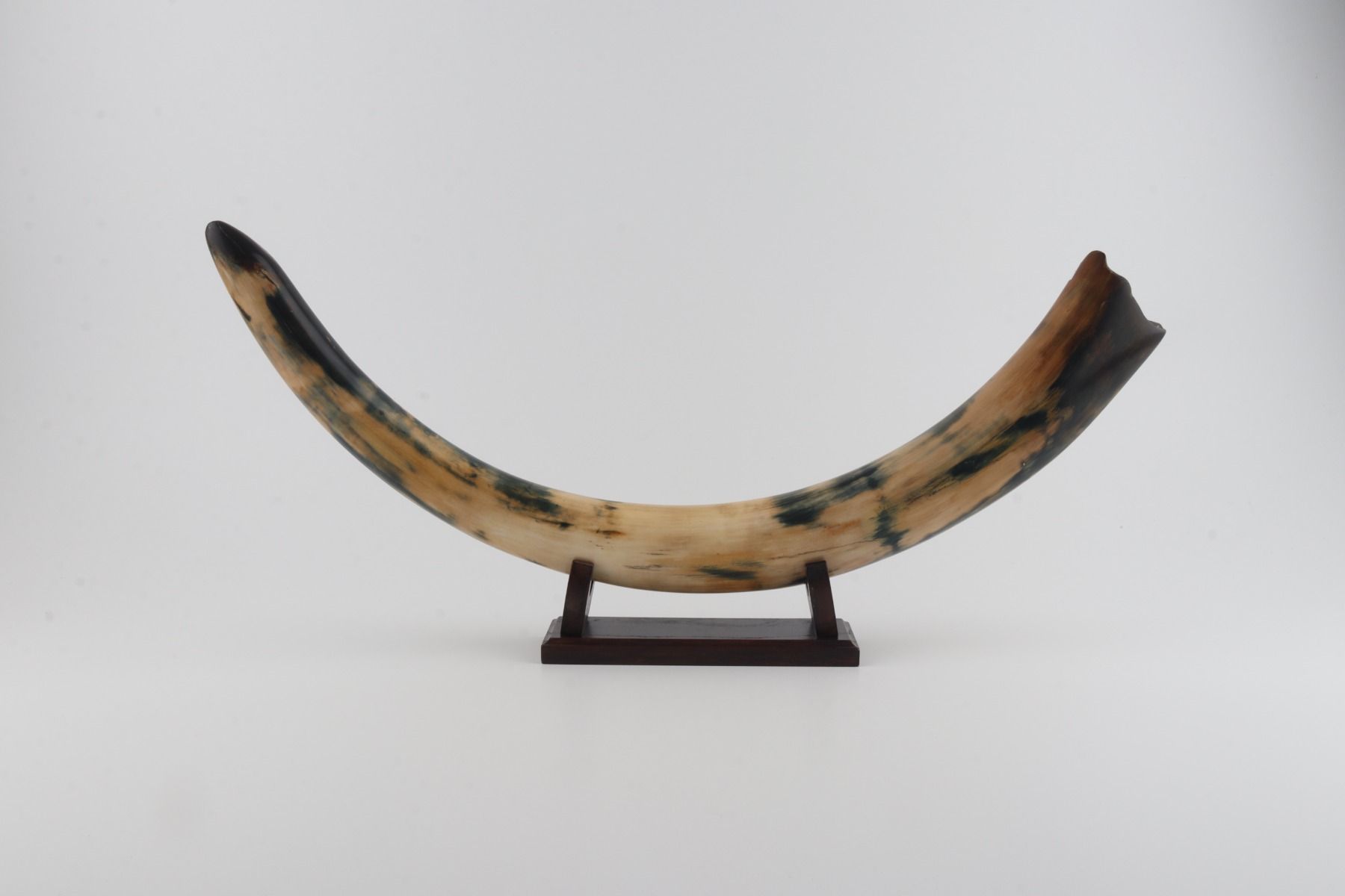 Restored woolly mammoth tusk