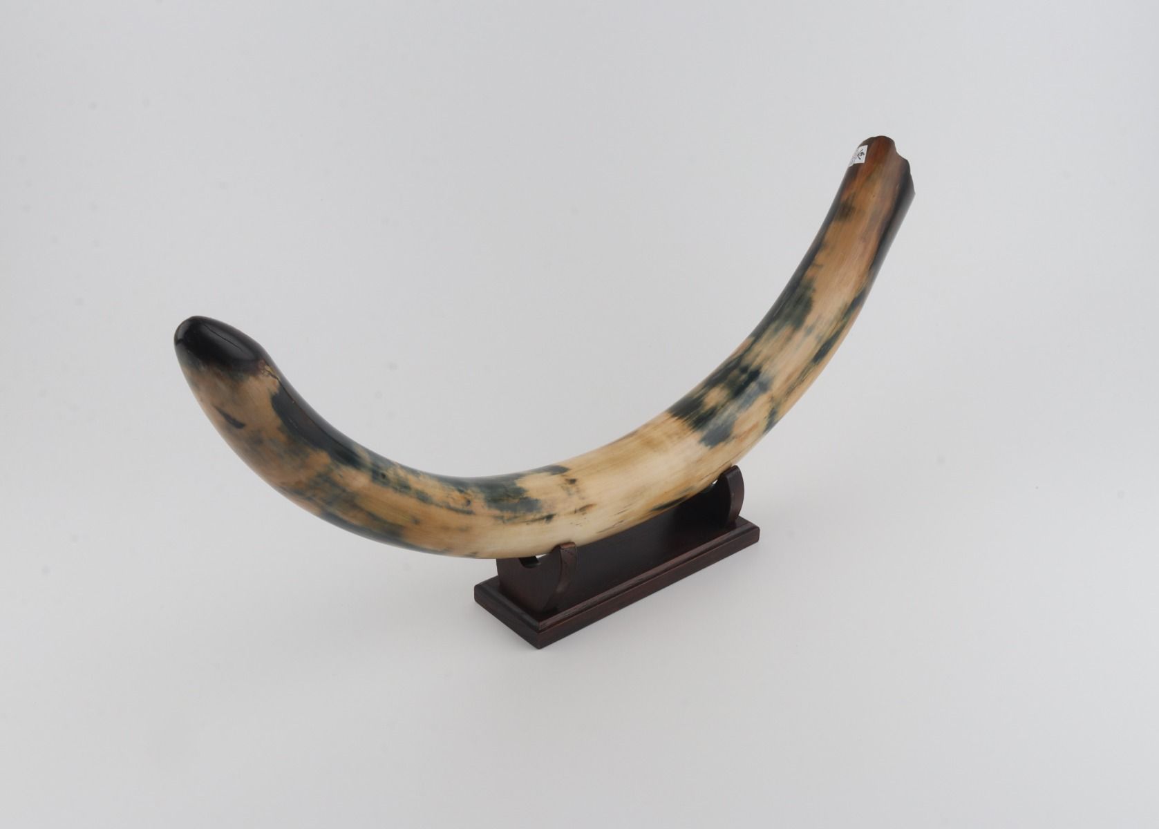 Restored woolly mammoth tusk