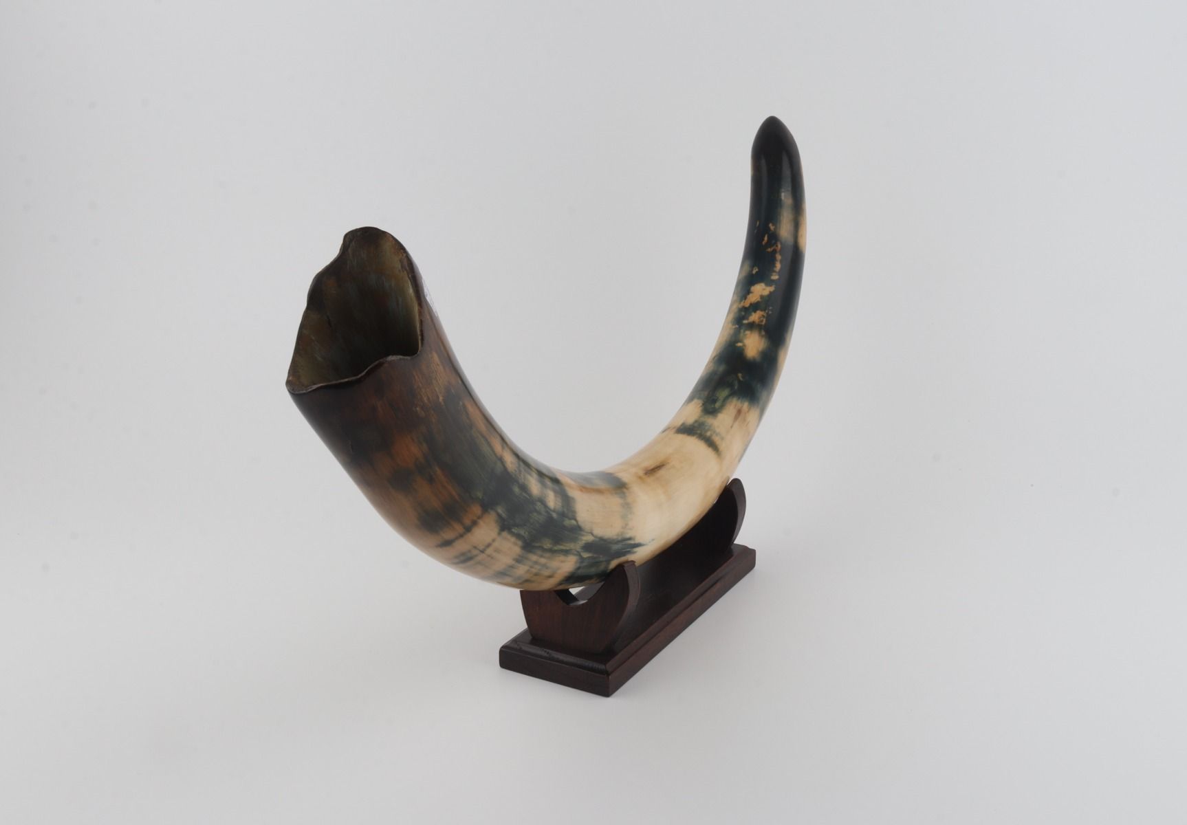 Restored woolly mammoth tusk