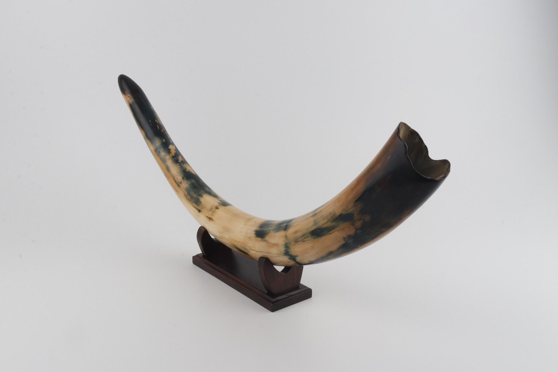 Restored woolly mammoth tusk