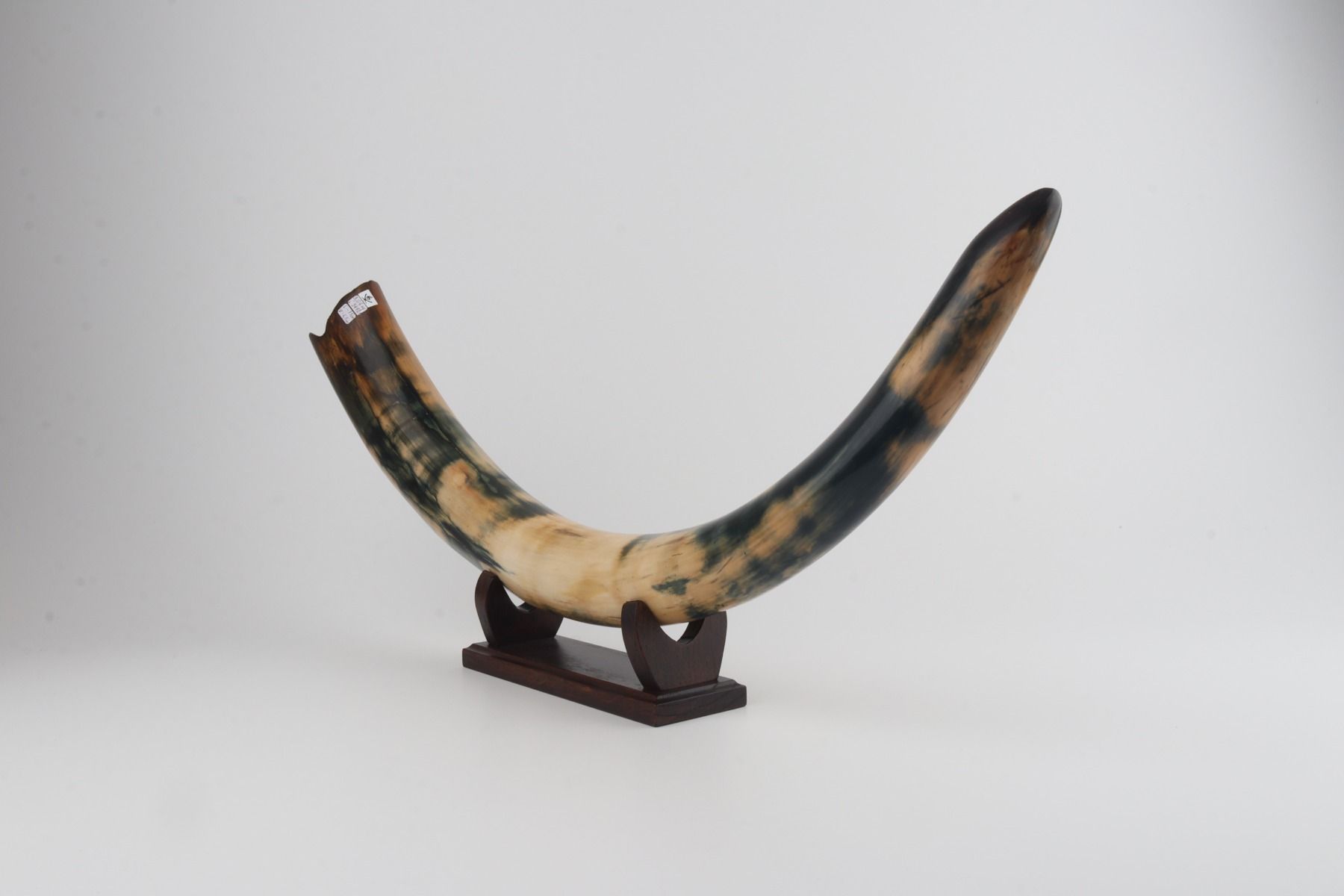 Restored woolly mammoth tusk