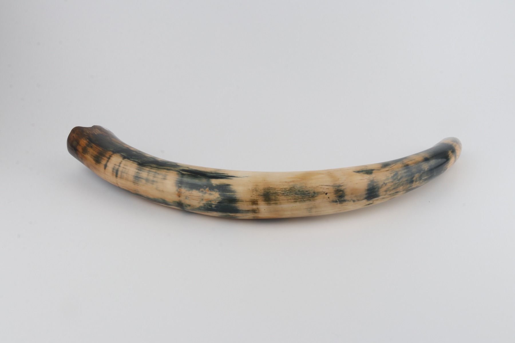 Restored woolly mammoth tusk
