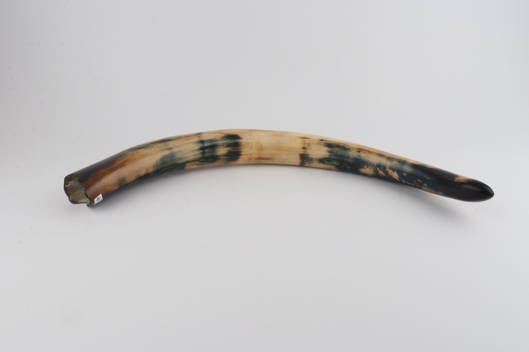 Restored woolly mammoth tusk