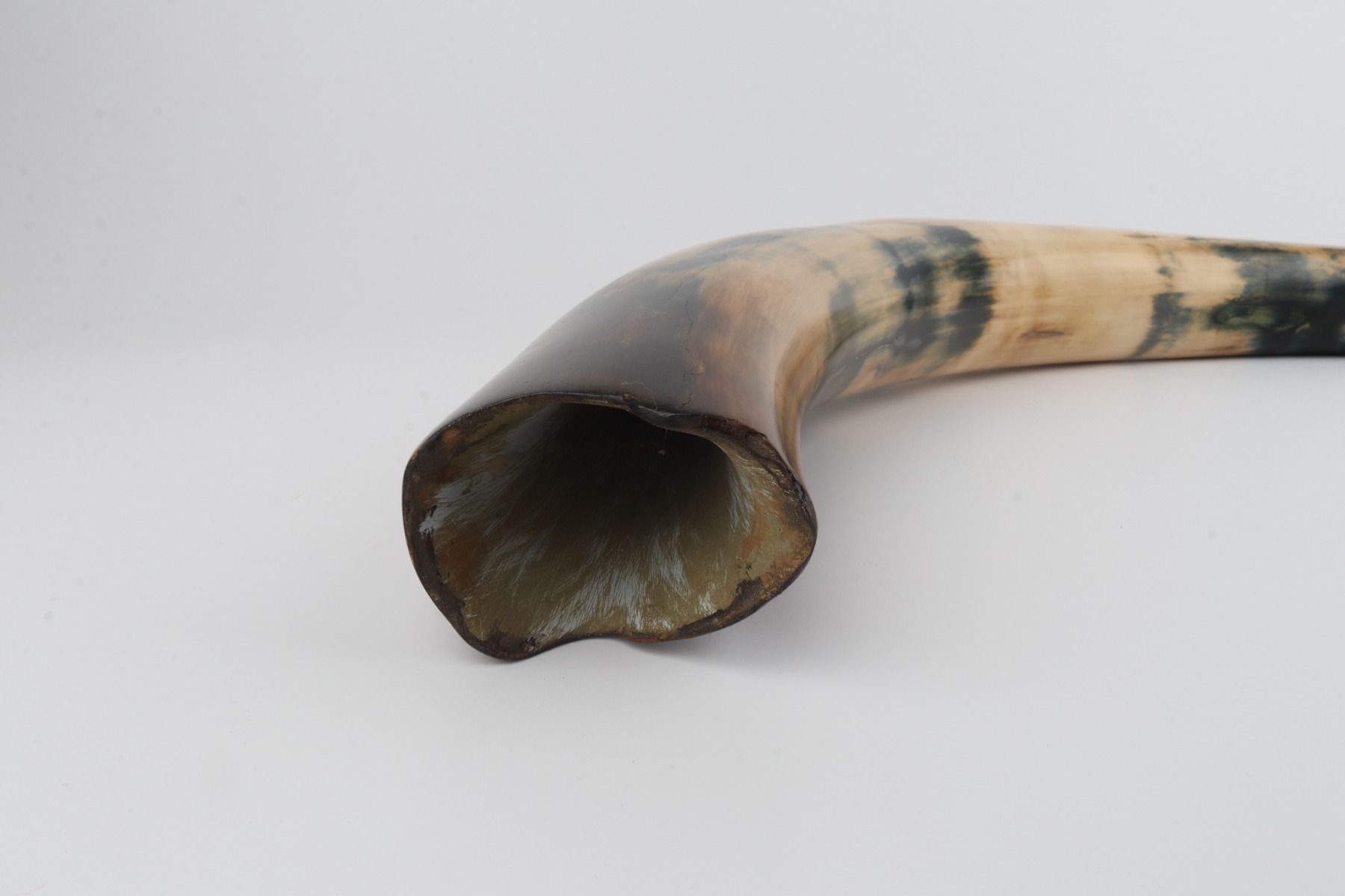 Restored woolly mammoth tusk