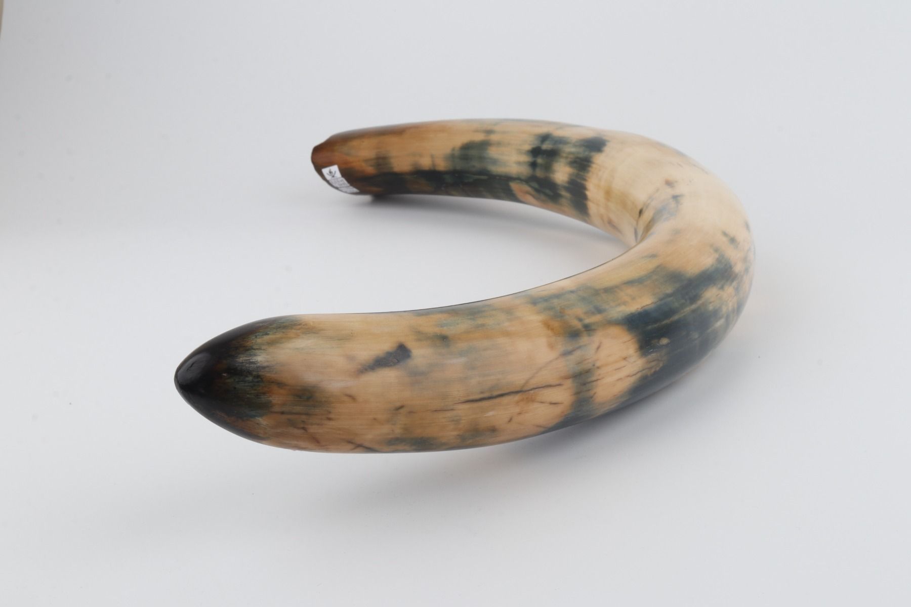Restored woolly mammoth tusk