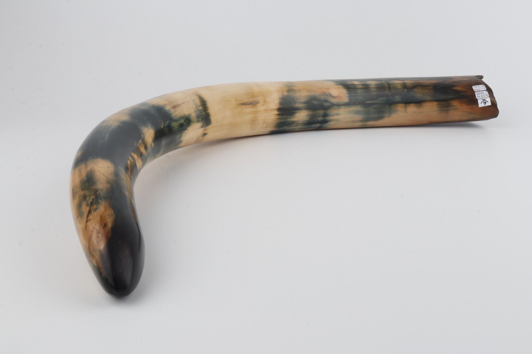 Restored woolly mammoth tusk