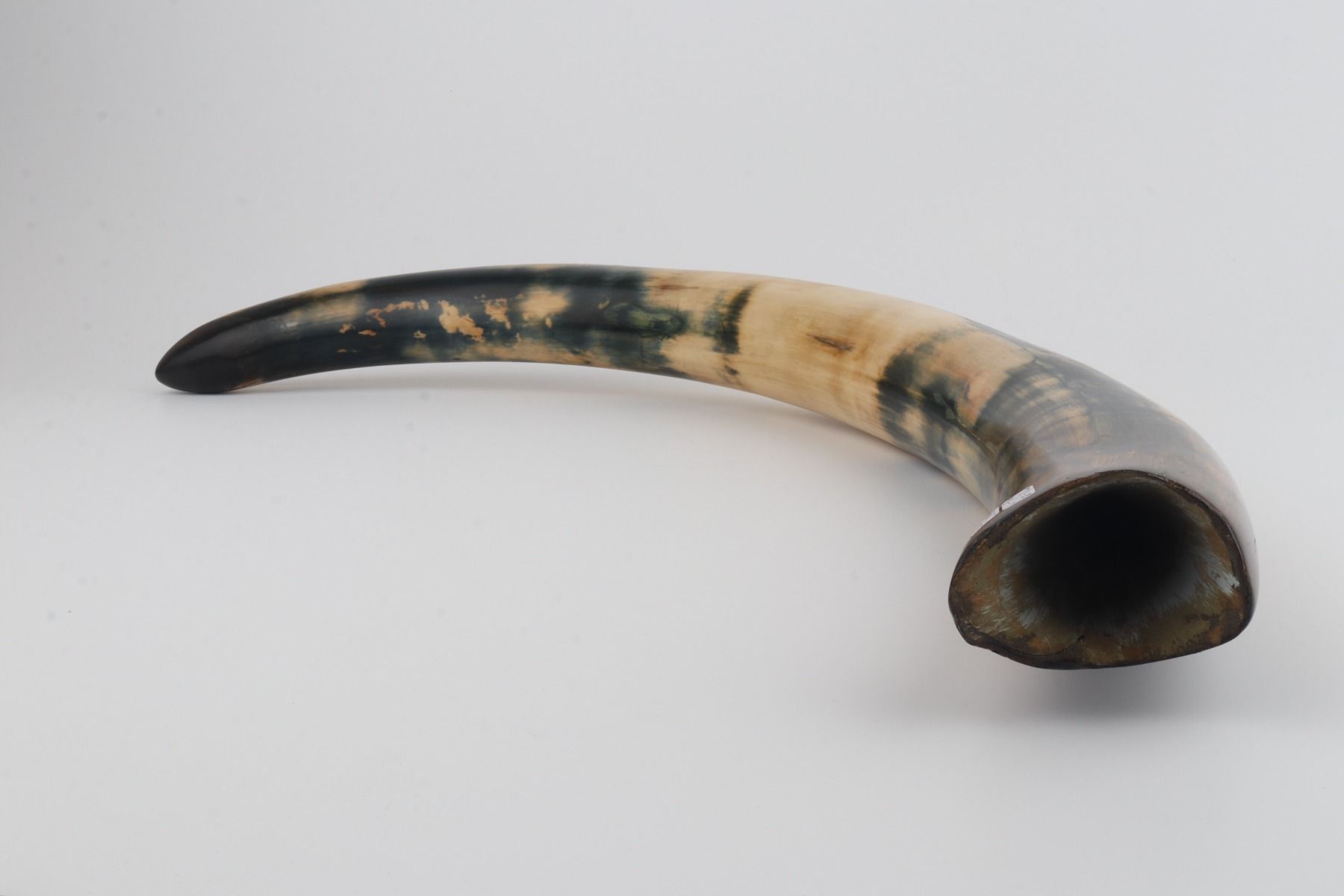 Restored woolly mammoth tusk