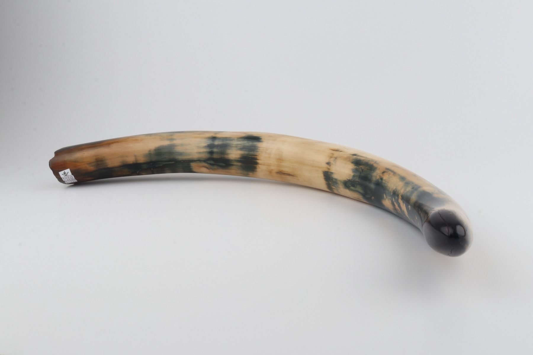 Restored woolly mammoth tusk