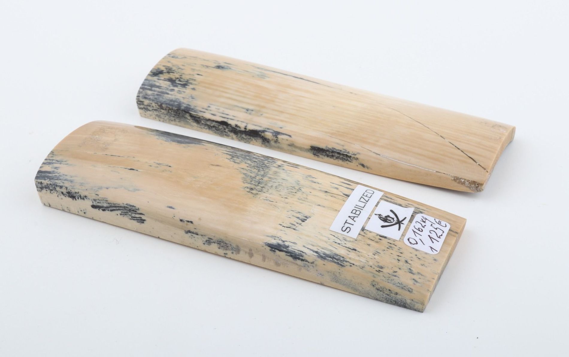 Stabilised mammoth bark scales